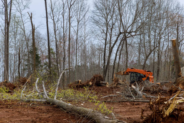 Best Tree Risk Assessment  in USA